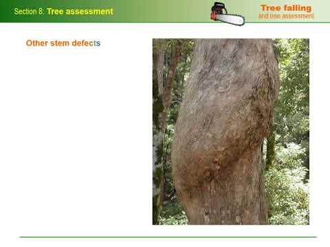 Tree assessment for chainsaw operators