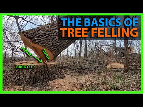 How To Cut Down a Tree &amp; Choose Where it Falls Using the Notch, Hinge, &amp; Felling Cut Method