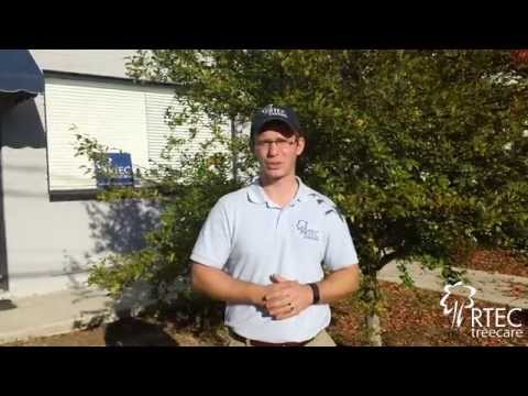 Best Time To Trim Trees