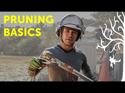 Don&#039;t be a Hack | How to prune a tree | arborist tips &amp; tricks
