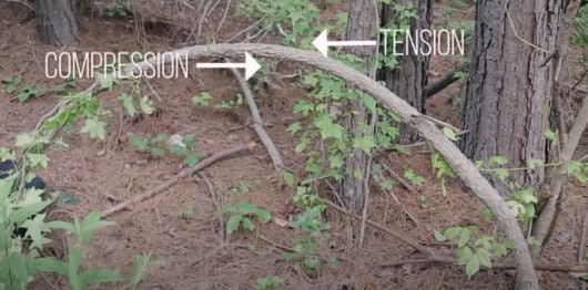 How To Use A Pole Saw (Step-By-Step Guide And Important Safety Tips) 6 Compression and Tension Side