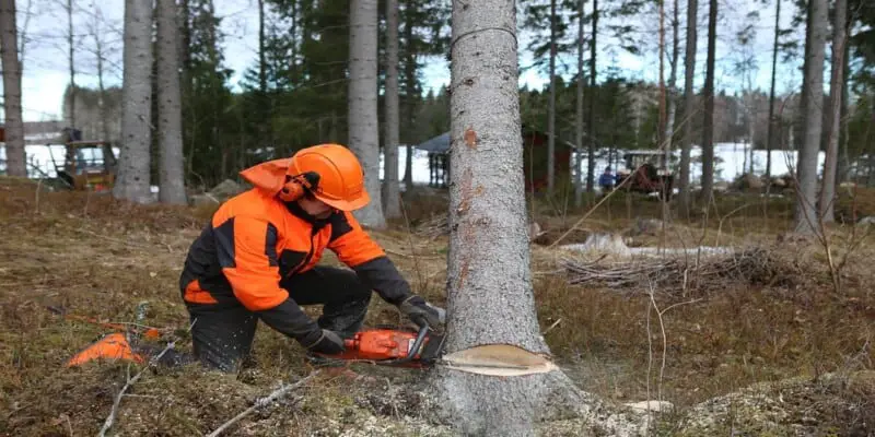 How To Cut Down A Tree With A Chainsaw | Backyard Mike