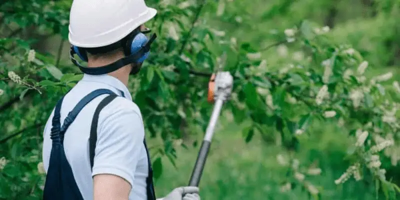 How To Cut Tree Limbs With A Pole Saw