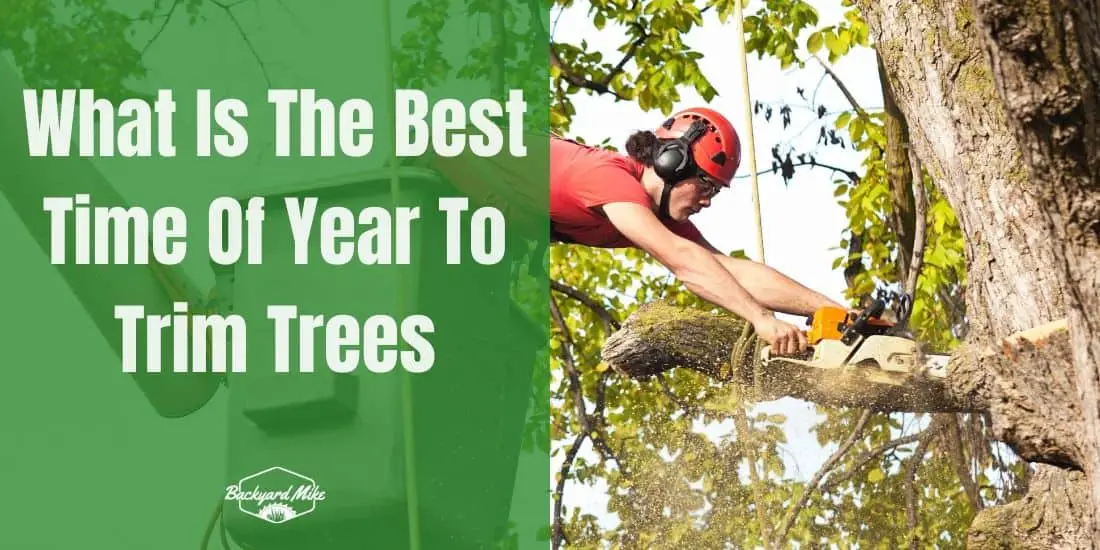 What Is The Best Time Of Year To Trim Trees Never Cut Your Trees At