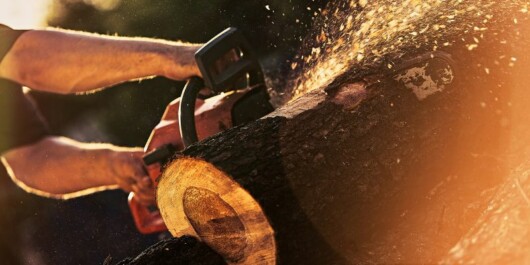 professional logger cutting large logs using a chainsaw