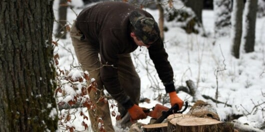 professional logger cutting wet wood using a chainsaw in winter