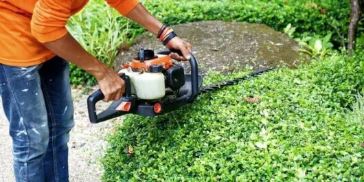 can you use a pole saw to trim hedges - professional gardener trimming hedges using pole saw