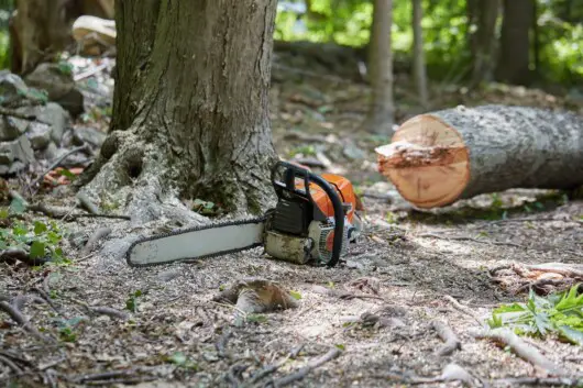 chainsaw cutting trees for firewood