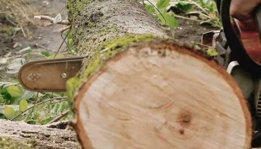 chainsaw slicing a wood