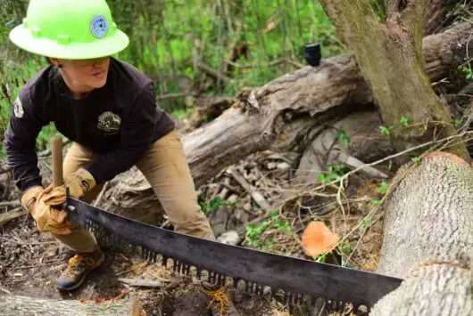 Can You Use A Chainsaw On A Ladder? 17 crosscut saw