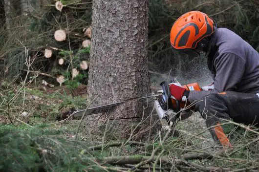 how to fell a tree with a chainsaw