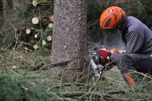 how to fell a tree with a chainsaw how to fell a tree with a chainsaw