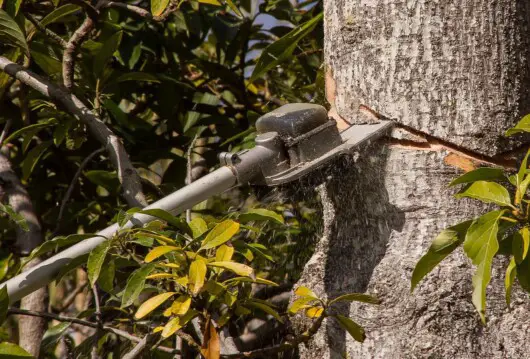 How Long Should A Pole Saw Chain Last: Know More About Chains In Pole Saws 2 how long should a pole saw chain last - cutting branches using pole saw