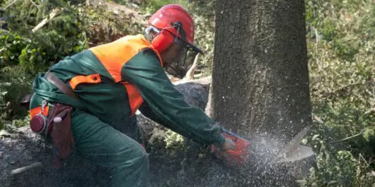professional logger wearing full safety equipment gear while cutting down a tree using a chainsaw