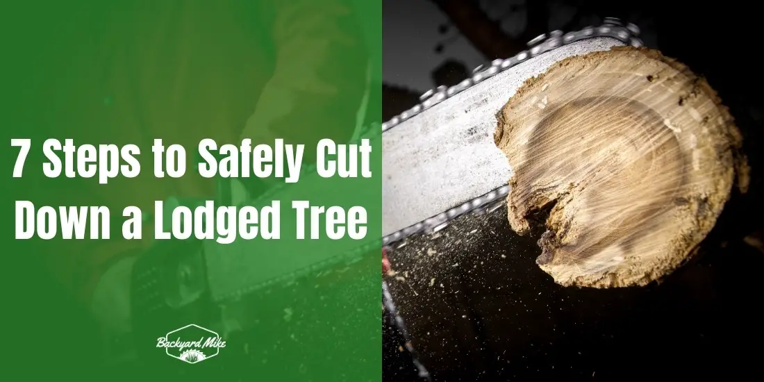 how to cut down a lodged tree