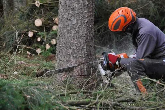how to cut down a tree - cutting tree with a chainsaw in the forest