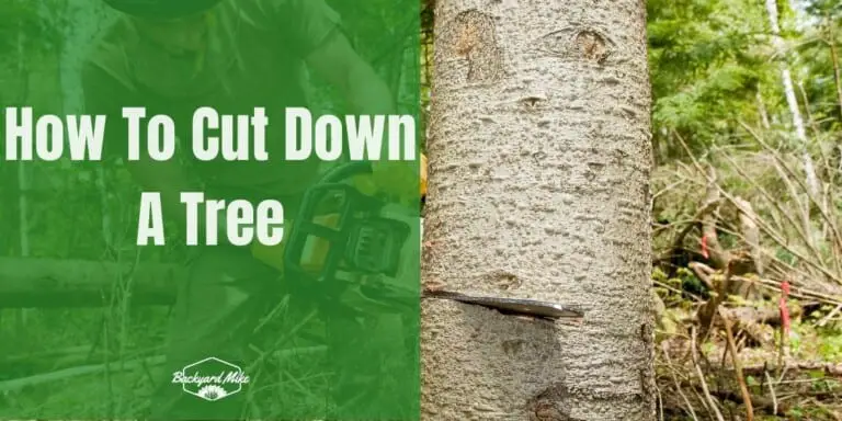 How To Cut Down A Tree | Backyard Mike
