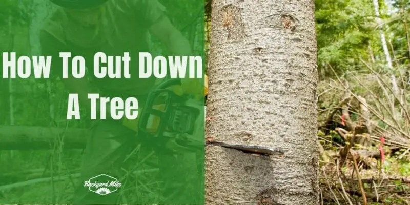 how to cut down a tree