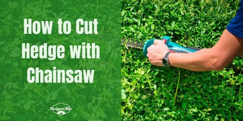 how to cut hedge with chainsaw