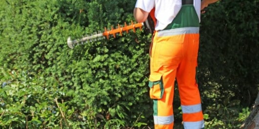 How to Cut Hedge with Chainsaw 2 professional hedge cutter, trimming hedges of plants in garden