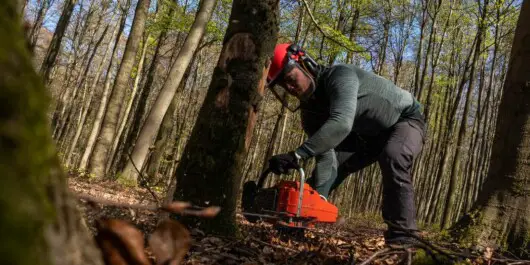 A professional logger cutting a tree on the ground 