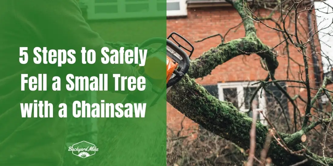 how to fell a small tree with a chainsaw