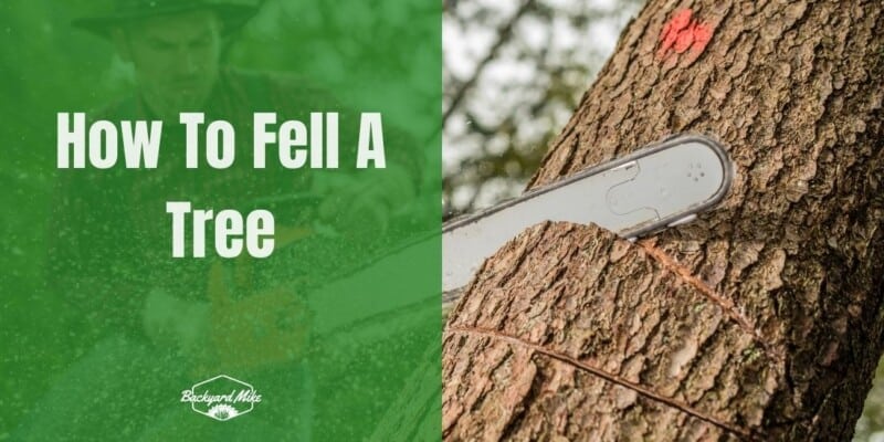 how to fell a tree