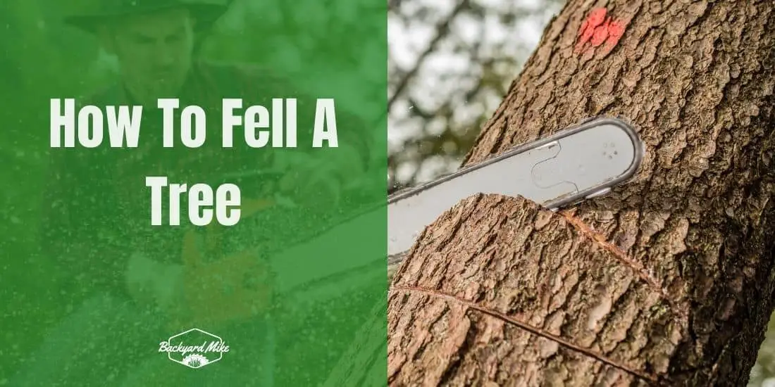 How to Fell a Tree: A Step-by-Step Guide 23 how to fell a tree