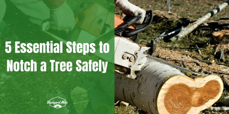 how to notch a tree