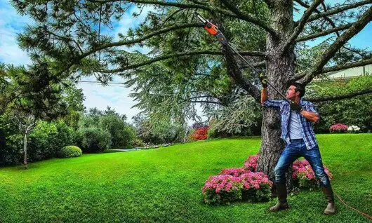 How Does A Pole Saw Work: Maintaining Trees Has Never Been More Effortless 4 man cutting branches using pole saw