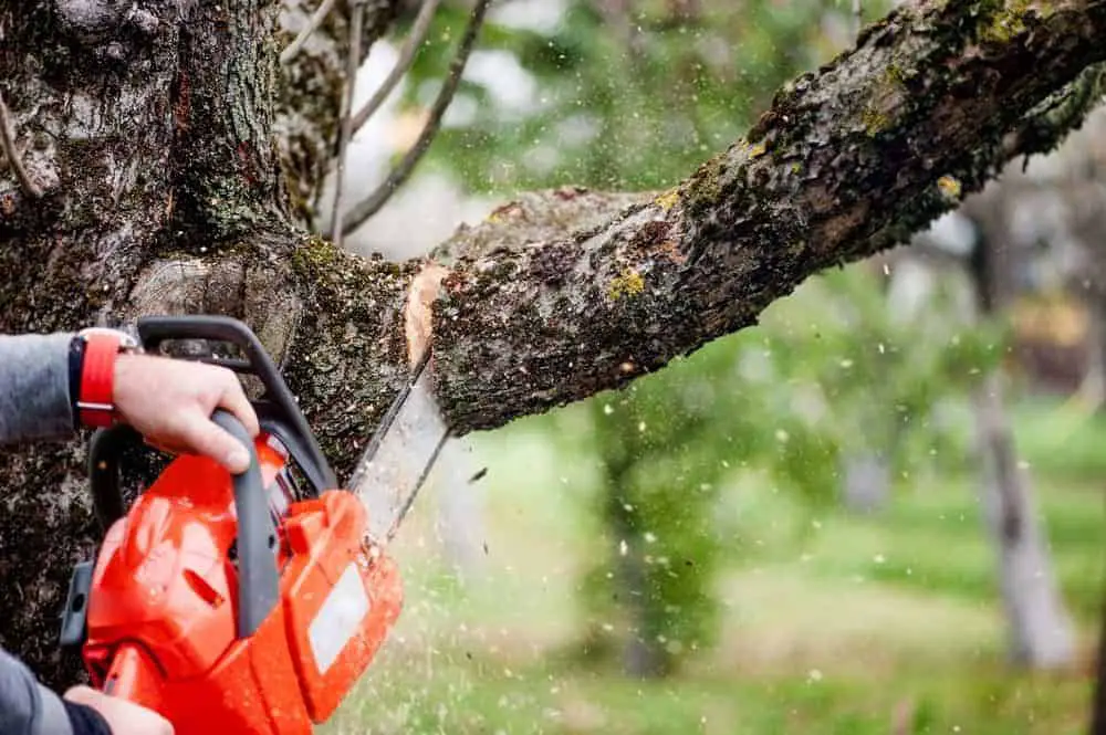 Can Electric Chainsaw Cut Trees And Is It Possible In Wet Conditions?