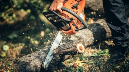 man cutting tree into logs using gas chainsaw