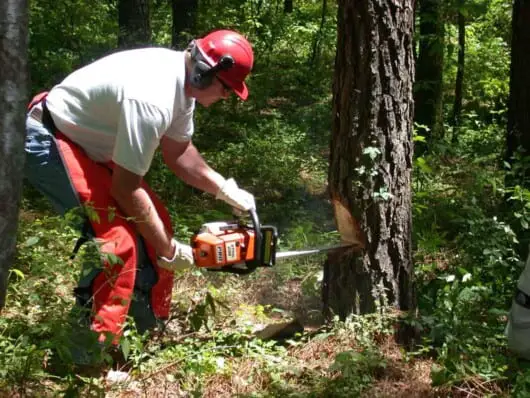 man cutting tree using chainsaw