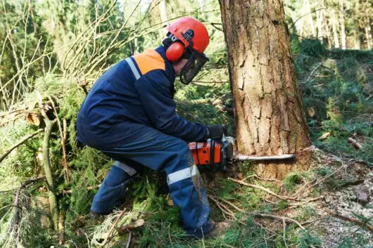 professional chainsaw man in full safety gear