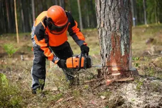 professional chainsaw man wearing chainsaw chaps while cutting tree