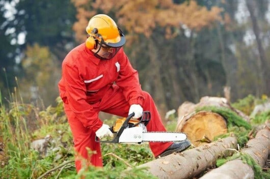 professional logger cutting trees with chainsaw