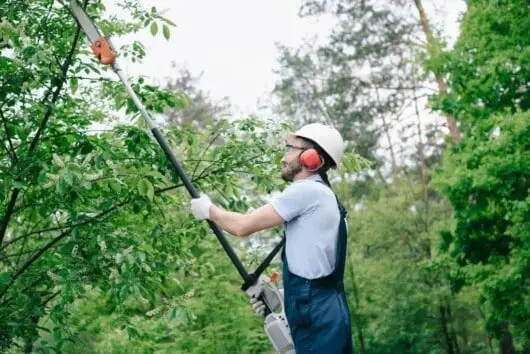 pole saw man cutting tree limbs