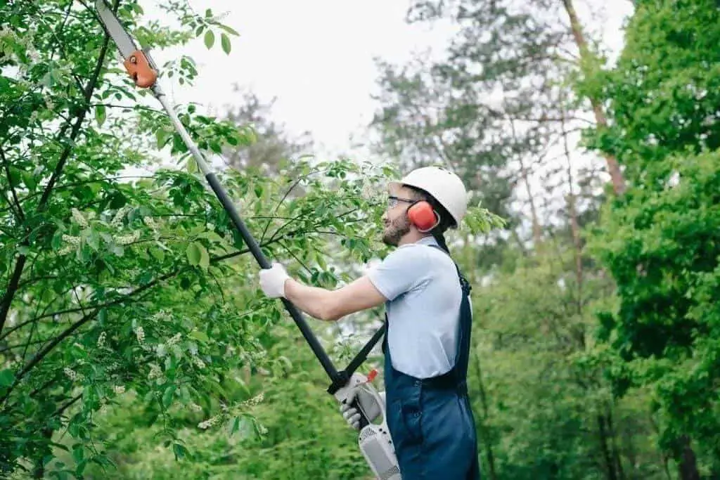 How To Cut Tree Limbs With A Pole Saw A StepByStep Guide To Assist