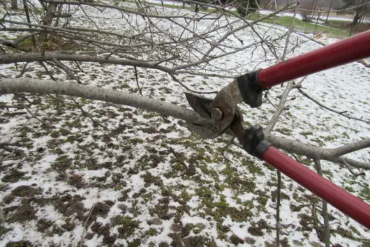 What Is The Best Time Of Year To Trim Trees: Never Cut Your Trees At Wrong Time 6 tree trimming