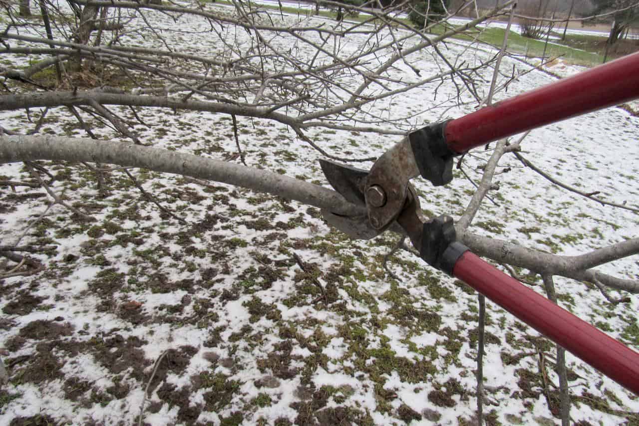 What Is The Best Time Of Year To Trim Trees Never Cut Your Trees At