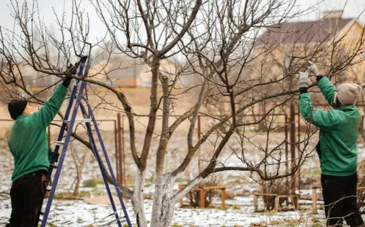 What Is The Best Time Of Year To Trim Trees: Never Cut Your Trees At Wrong Time 5 two people trimming tree