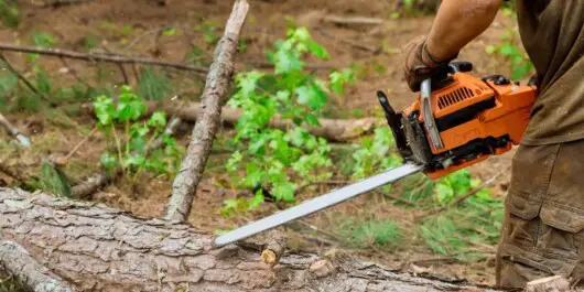What Is Chainsaw Used For 2 professional logger cutting trees using chainsaw