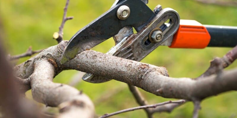 What Is The Best Time Of Year To Trim Trees: Never Cut Your Trees At ...